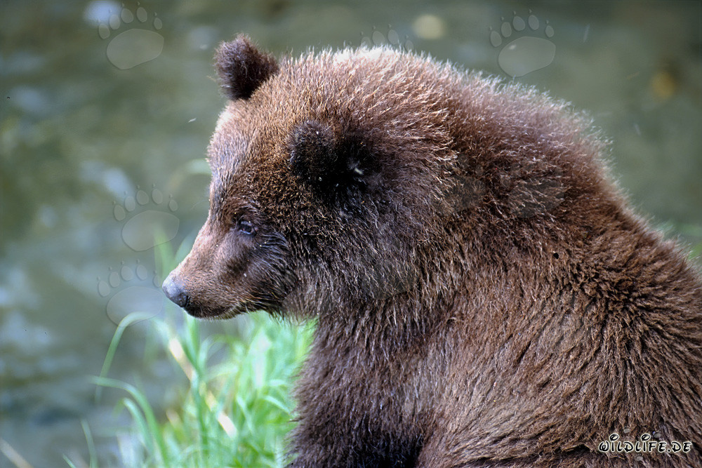 Young Bear at Brooks River in Katmai National Park, Alaska