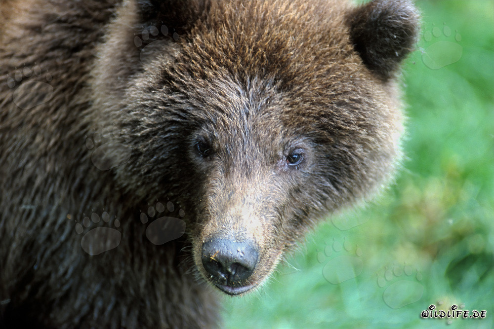 Giovane orso bruno al fiume Brooks, Parco Nazionale di Katmai, Alaska