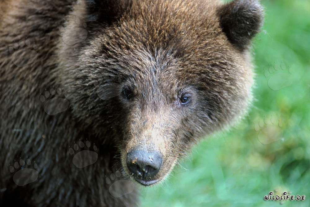 Jungbär am Brooks River, Katmai Nationalpark, Alaska