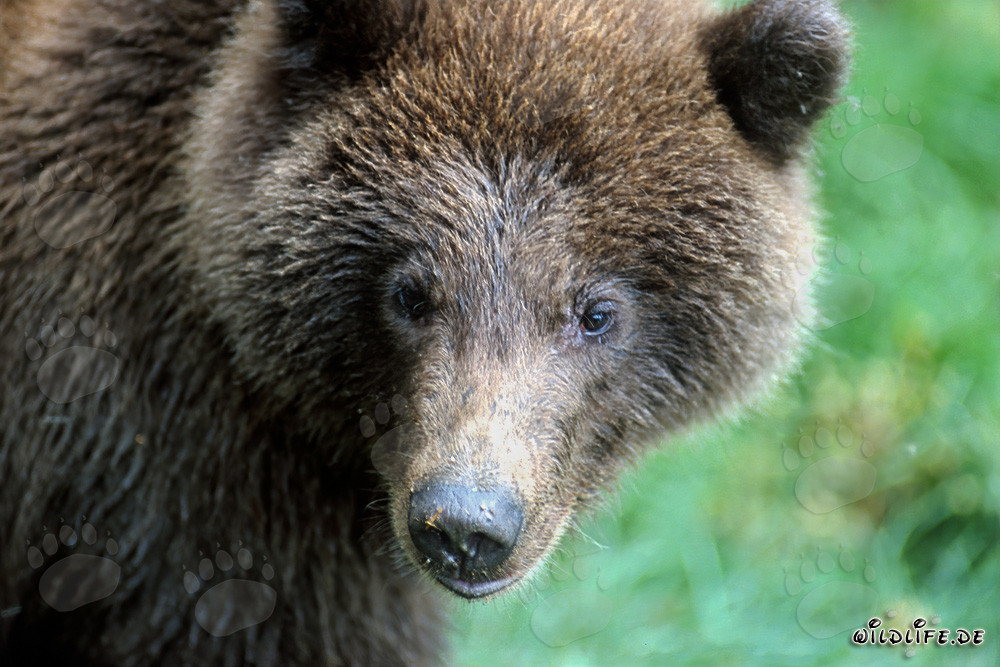 Oso joven en el río Brooks, Parque Nacional Katmai, Alaska