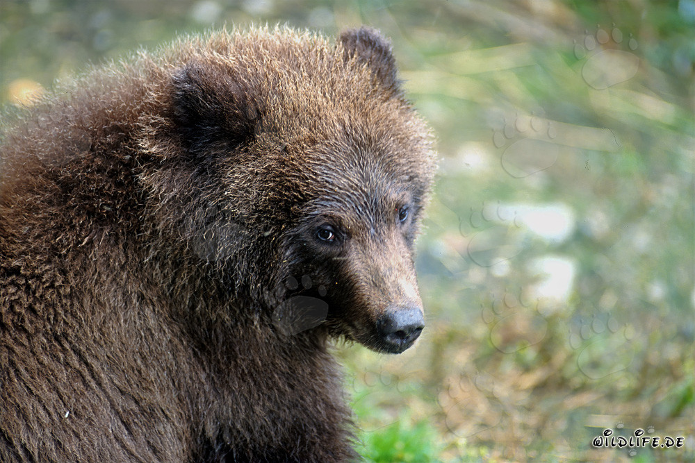 Ritratto di un giovane orso bruno che pesca vicino a una cascata