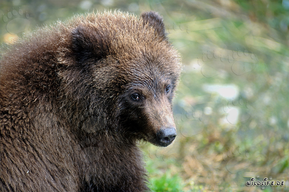 Portrait d'un jeune ours brun pêchant près d'une cascade