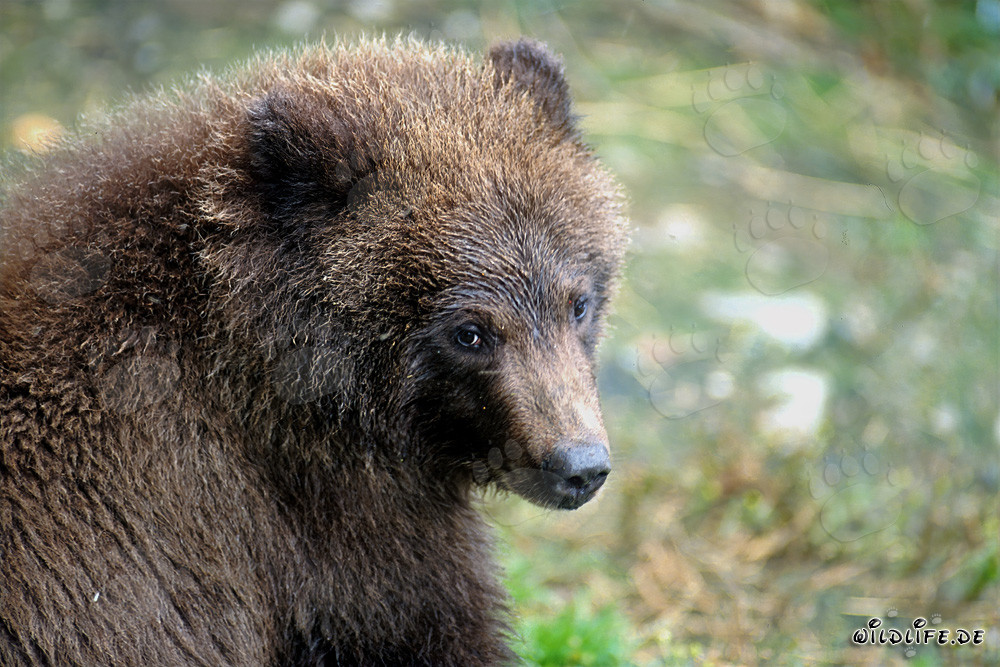 Retrato de un joven oso pardo pescando en una cascada