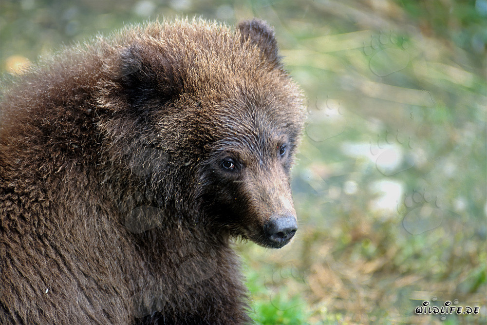 Porträt eines jungen Braunbären beim Fischen am Wasserfall