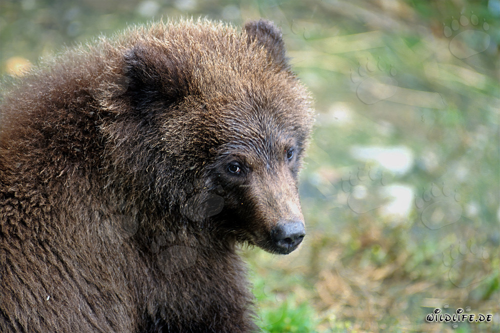 Portrait of a young Brown bear fishing at the waterfall