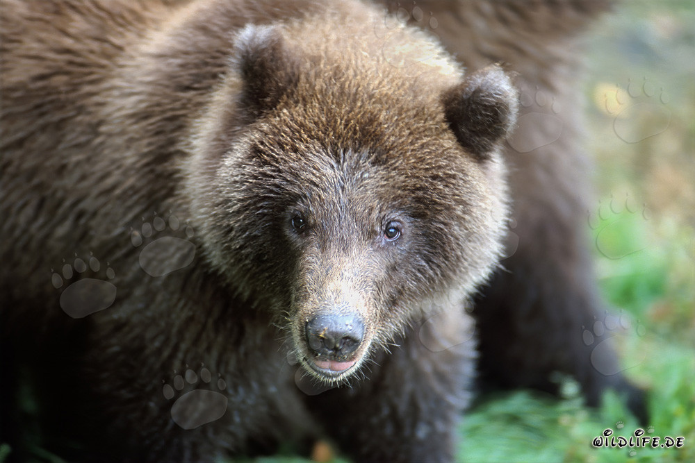 Ritratto di un giovane orso bruno che pesca alla cascata