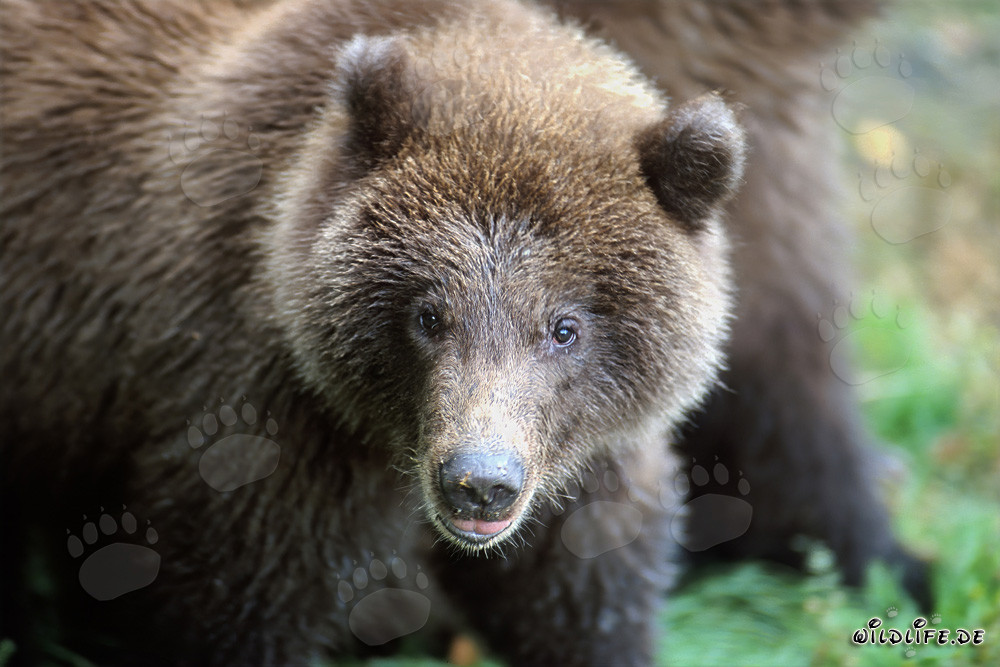 Portrait d'un jeune ours brun pêchant à la cascade