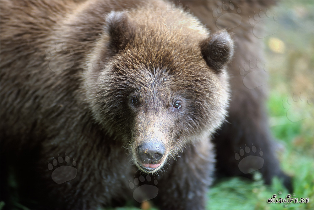 Retrato de un joven oso pardo pescando en la cascada