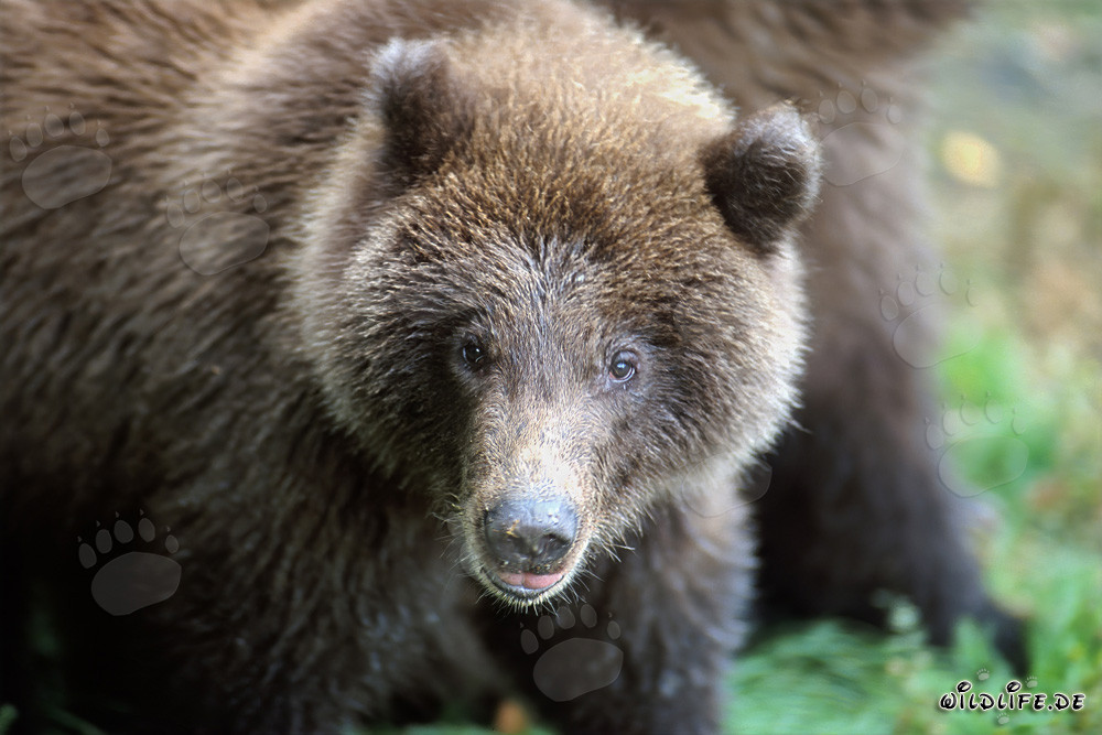 Portrait of a young Brown bear fishing at the waterfall