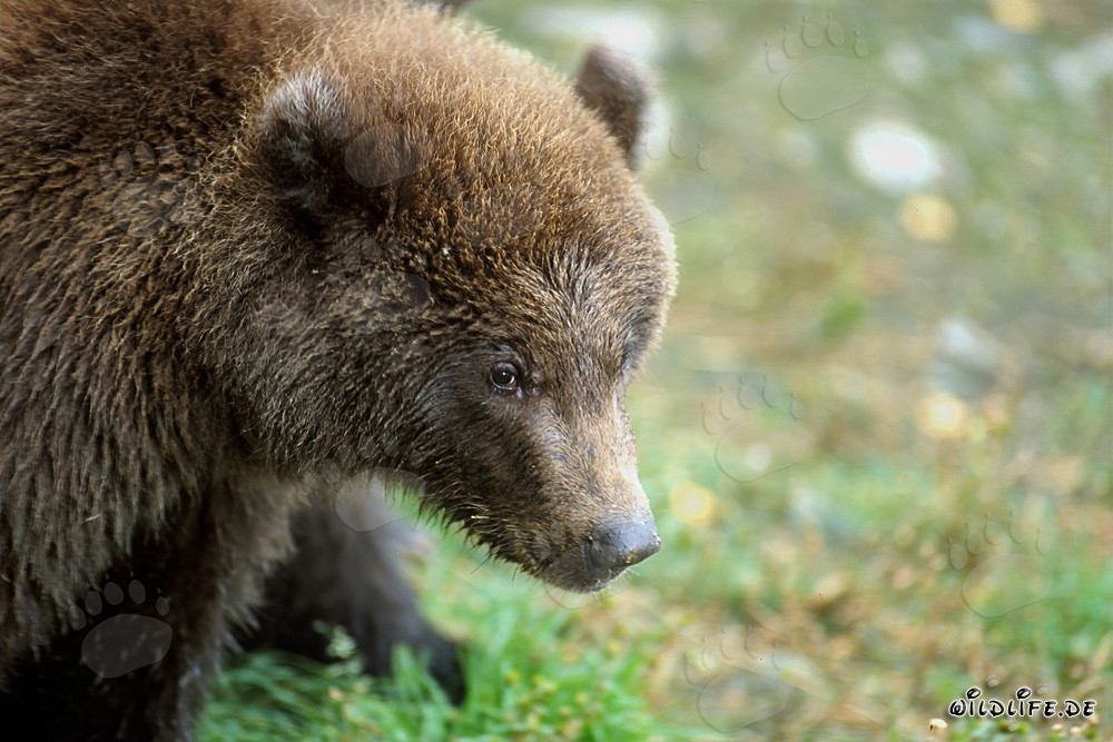Jungbär am Brooks River in Katmai Nationalpark, Alaska