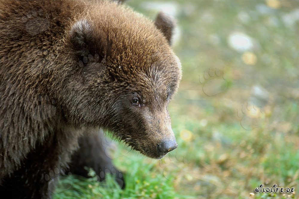 Oso joven en el río Brooks en el Parque Nacional de Katmai, Alaska