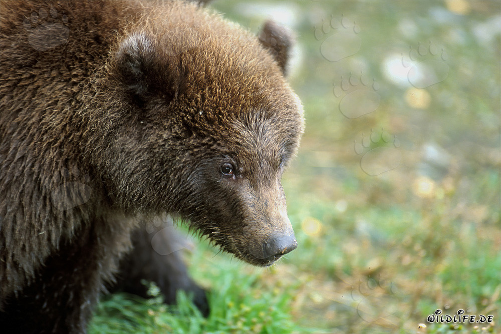 Ourson au bord de la rivière Brooks dans le parc national de Katmai, Alaska