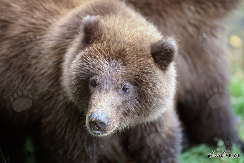 Orsetto che pesca al fiume Brooks a Katmai, Alaska