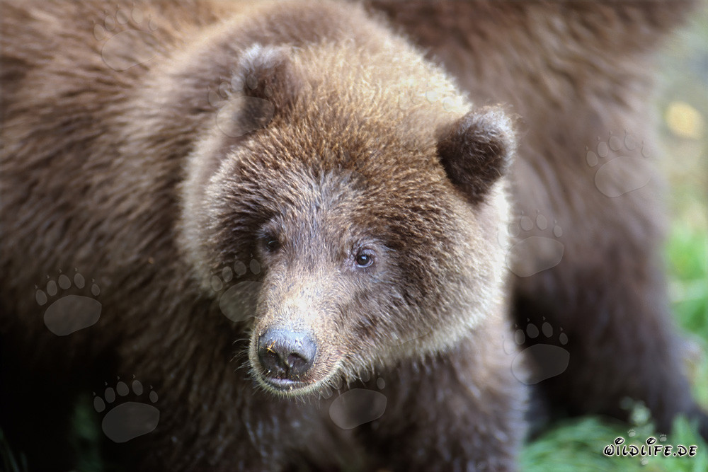 Oso joven pescando en el río Brooks en Katmai, Alaska