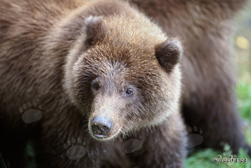 Young bear fishing at Brooks River in Katmai, Alaska