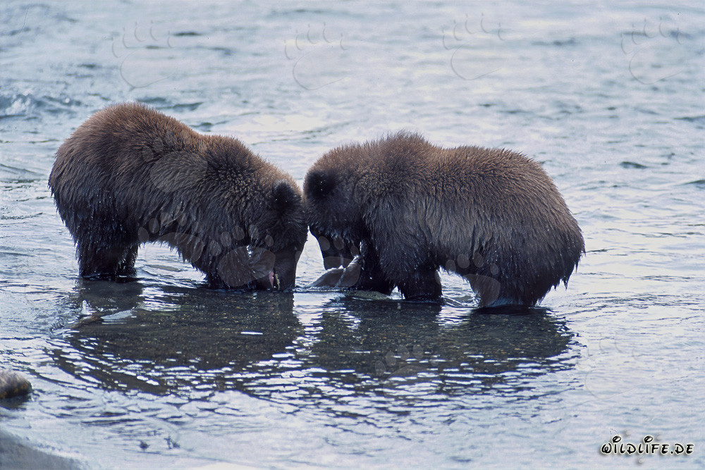 Giovani orsi bruni che giocano a pescare salmoni nel pittoresco fiume Brooks, Alaska