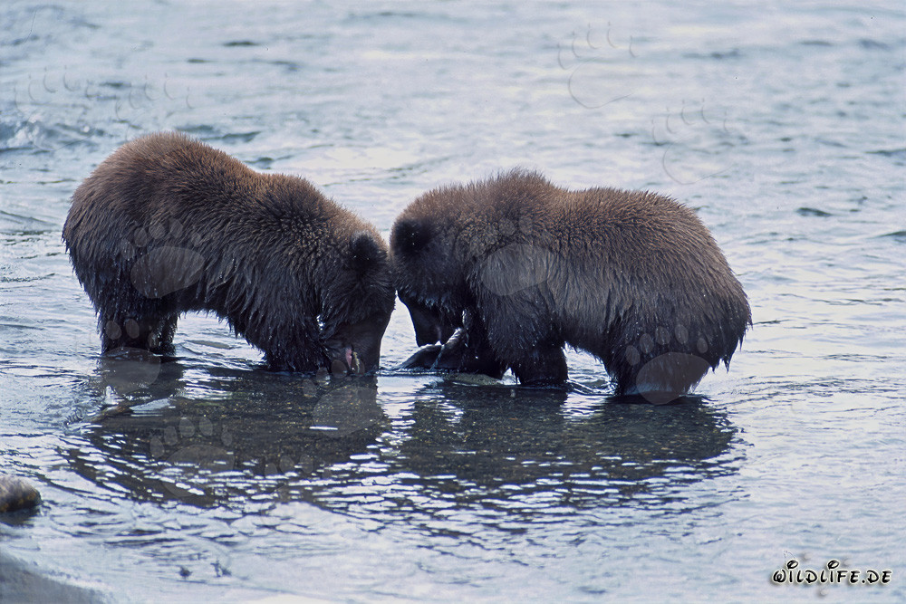 Jeunes ours bruns joueurs pêchant le saumon dans la pittoresque rivière Brooks, Alaska