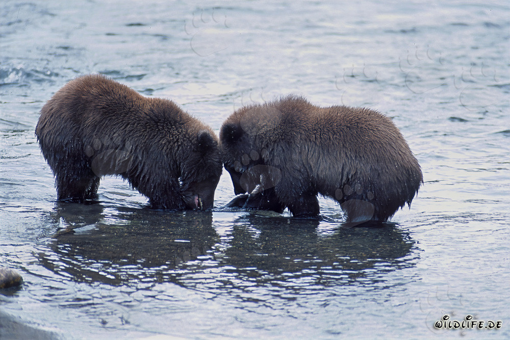 Playful Young Brown Bears fishing salmon in the picturesque Brooks River, Alaska