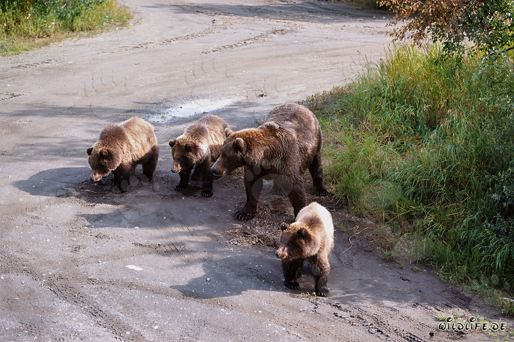 Brown bear mother with her three adorable cubs playing in the forest