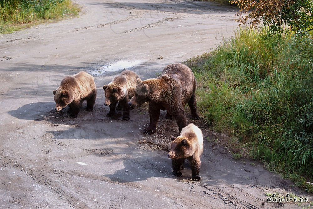 Orsa bruna con i suoi tre adorabili cuccioli che giocano nel bosco