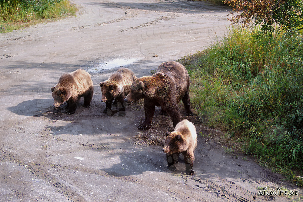 Osa parda con sus tres adorables cachorros jugando en el bosque