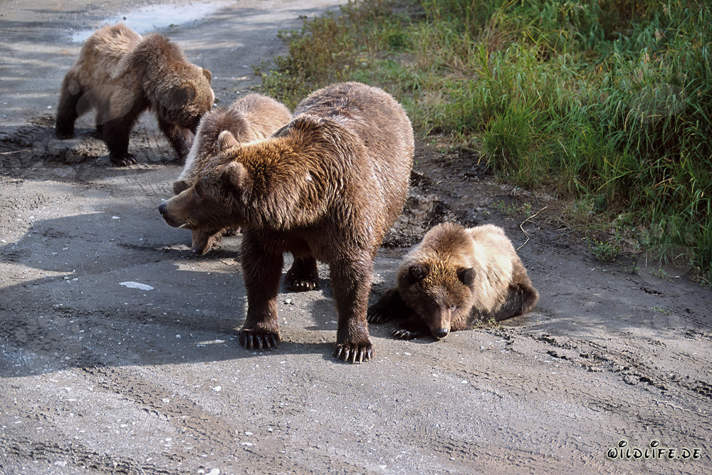 Mother brown bear with three adorable bear cubs at the river