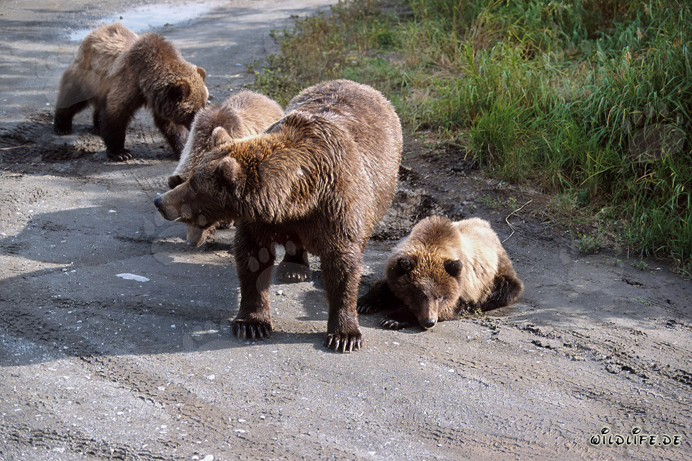 Osa parda con tres adorables ositos junto al río