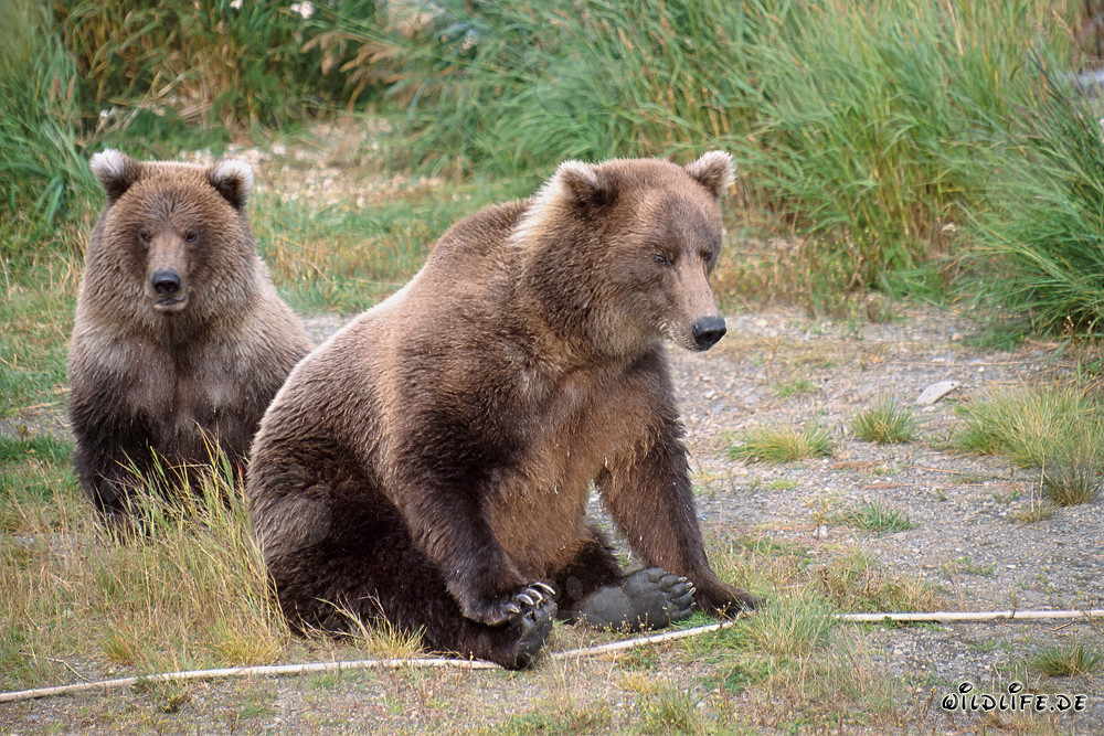 Dos magníficos osos pardos en el río Brooks en Katmai, Alaska