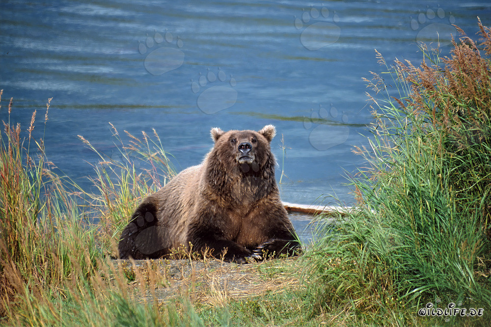 Astonished brown bear observed on the riverbank in Alaska