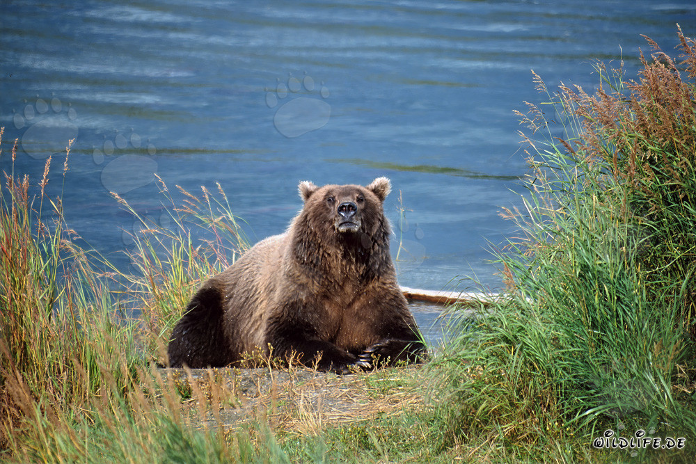 Erstaunter Braunbär am Flussufer in Alaska beobachtet