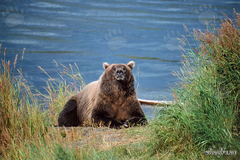 Orso bruno stupito osservato sulla riva del fiume in Alaska