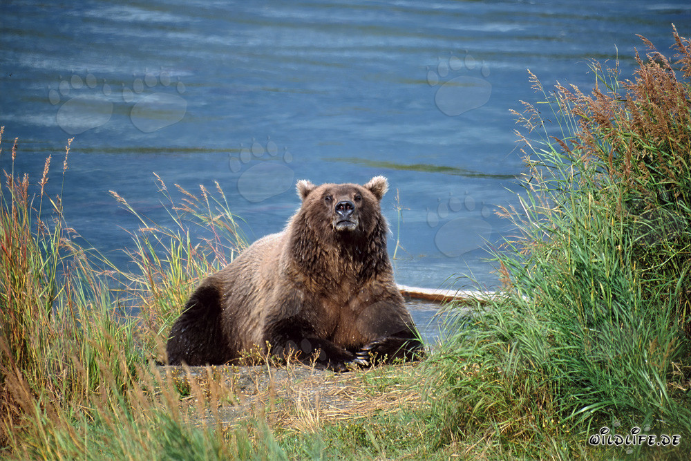 Oso pardo asombrado observado en la orilla del río en Alaska