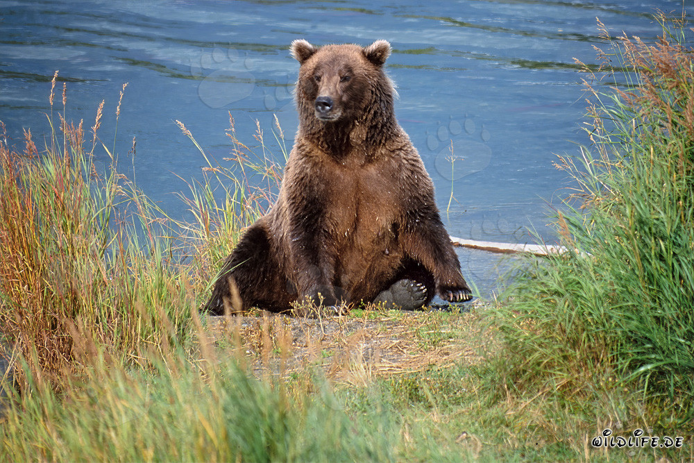 Überraschter Braunbär am Brooks Riverufer in Alaska