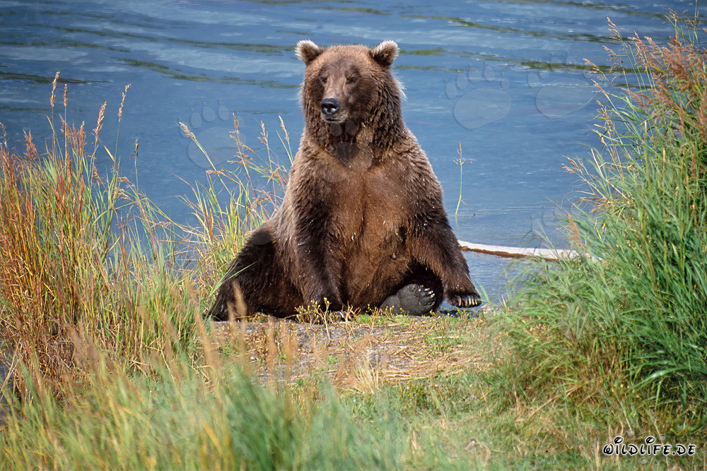 Surprised brown bear on the Brooks River bank in Alaska