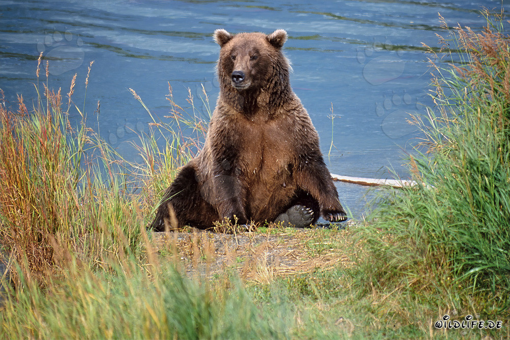 Oso pardo sorprendido en la orilla del río Brooks en Alaska
