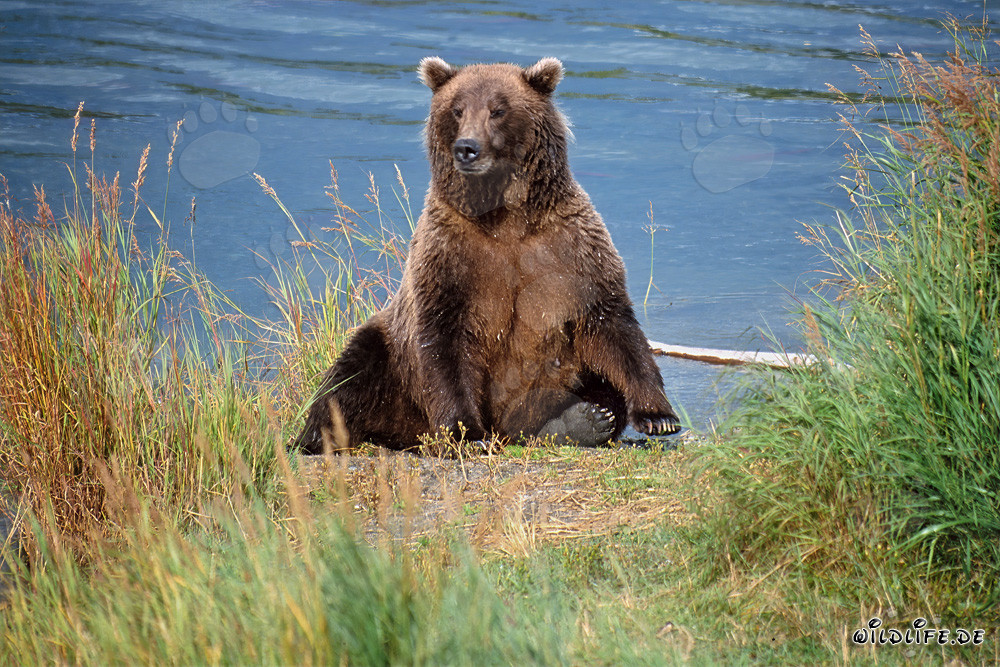 Ours brun surpris sur la rive de la rivière Brooks en Alaska