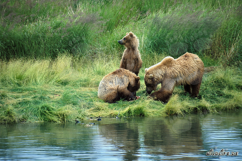 Braunbärenfamilie entspannt am malerischen Brooks River