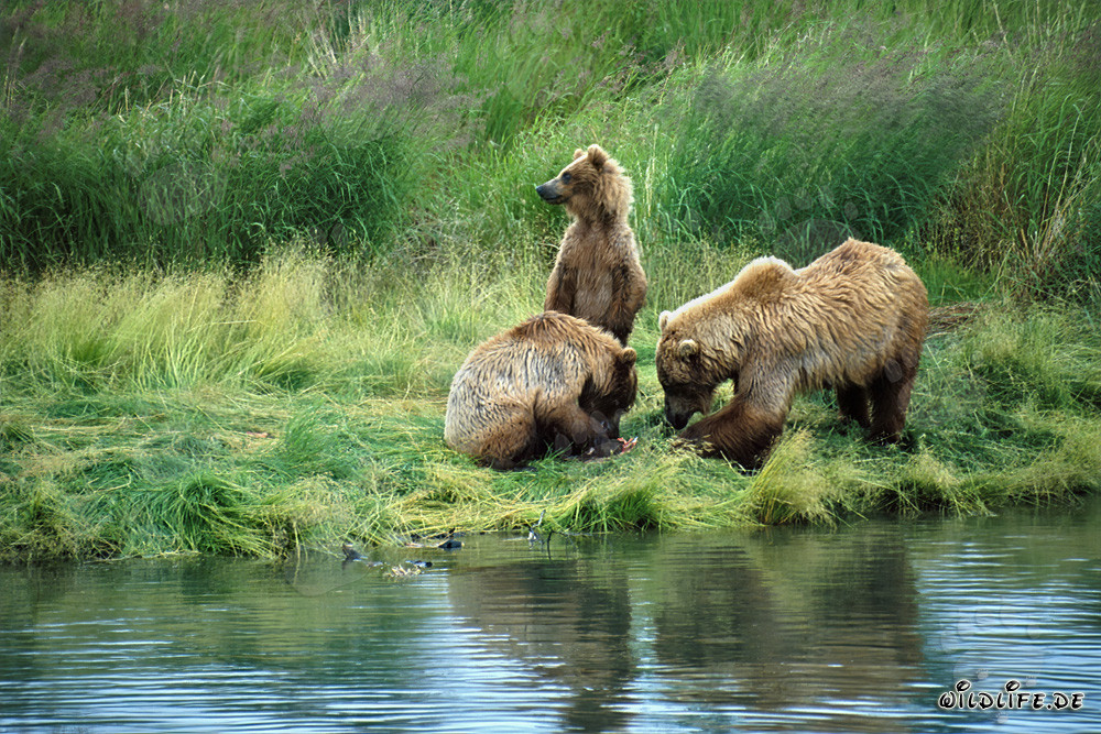 Familia de osos pardos relajándose en el pintoresco río Brooks