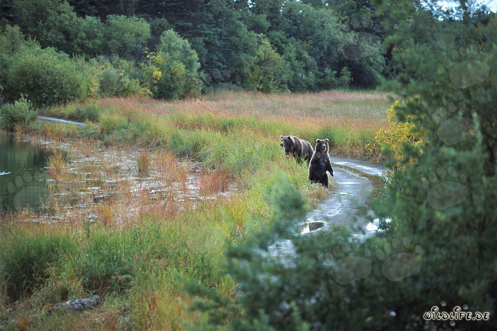 Brown bear family observing at the riverbank