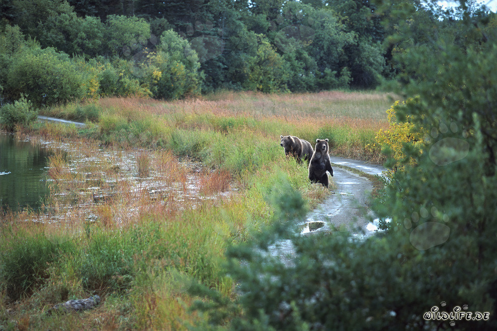 Familia de osos pardos observada en la orilla del río