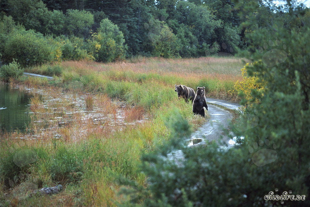 Famille d'ours bruns observée au bord de la rivière