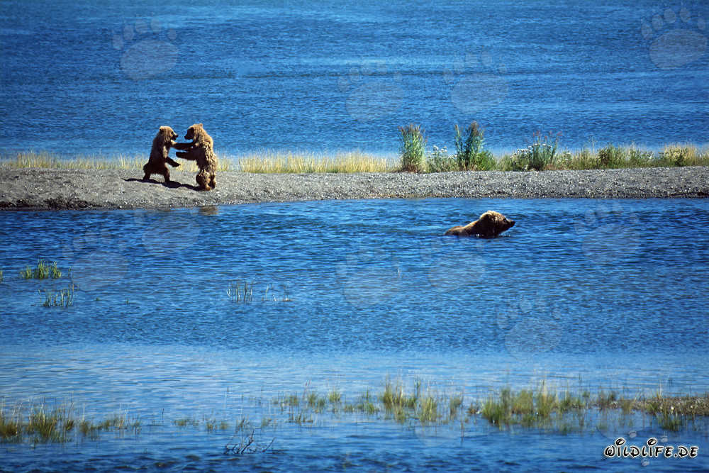 Jeunes ours bruns jouant dans le parc national de Katmai, Alaska