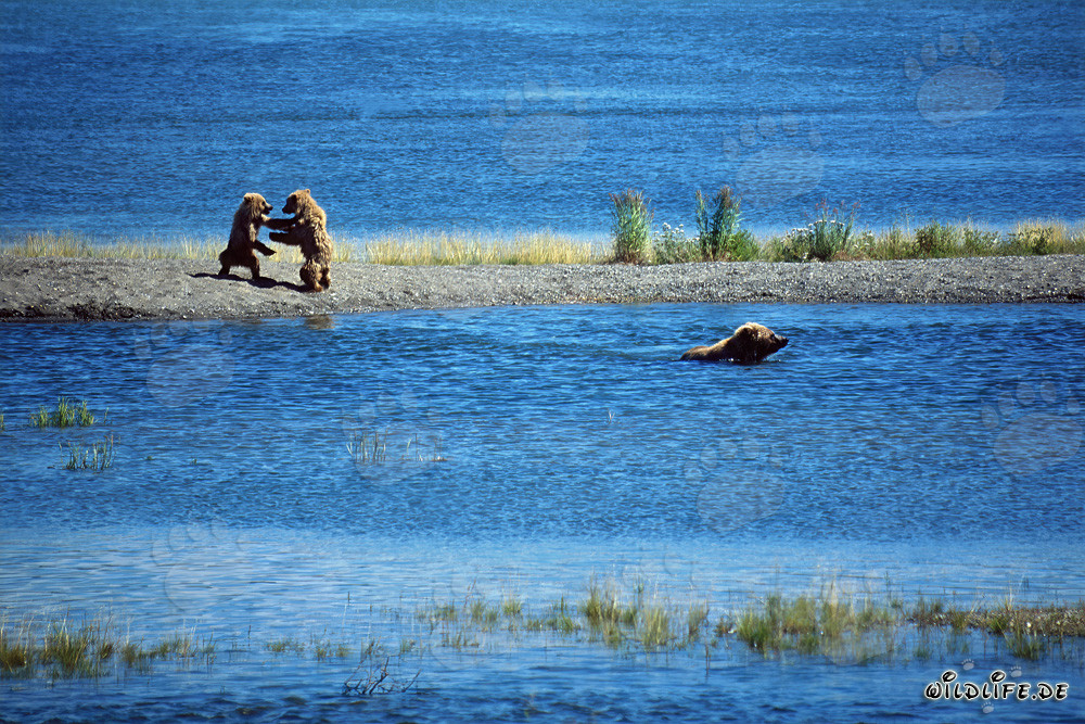 Osos pardo jóvenes jugando en el Parque Nacional Katmai, Alaska