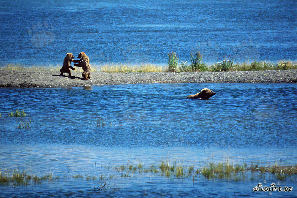 Young Brown Bears Playfully Engaged in Katmai National Park, Alaska