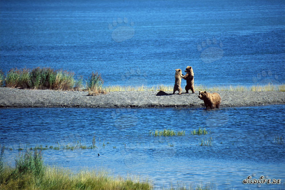 Pequeños osos pardos jugando en una lengua de tierra