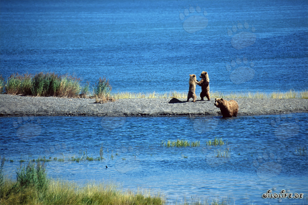 Petits ours bruns jouant sur une langue de terre