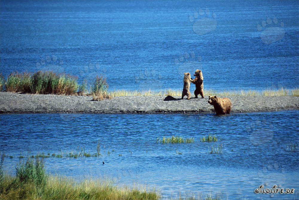 Playing Small Bears on a Spit