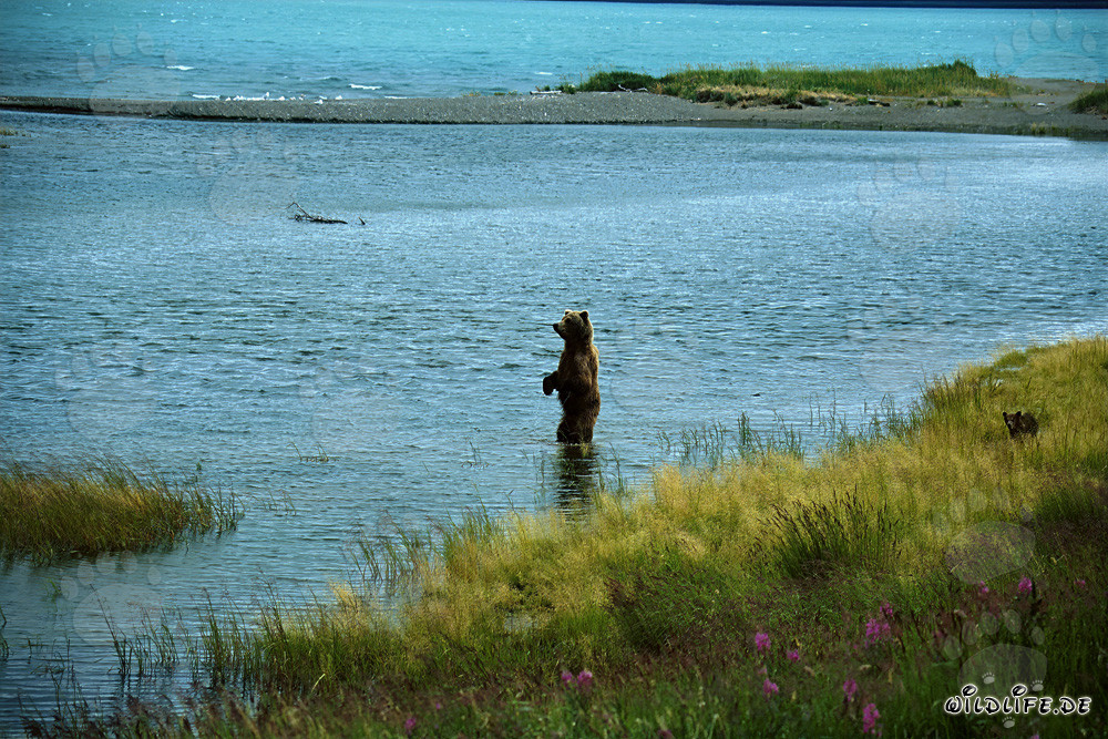 Brown bear catching salmon in river