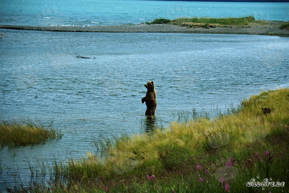 Orsa bruna cattura un salmone nel fiume