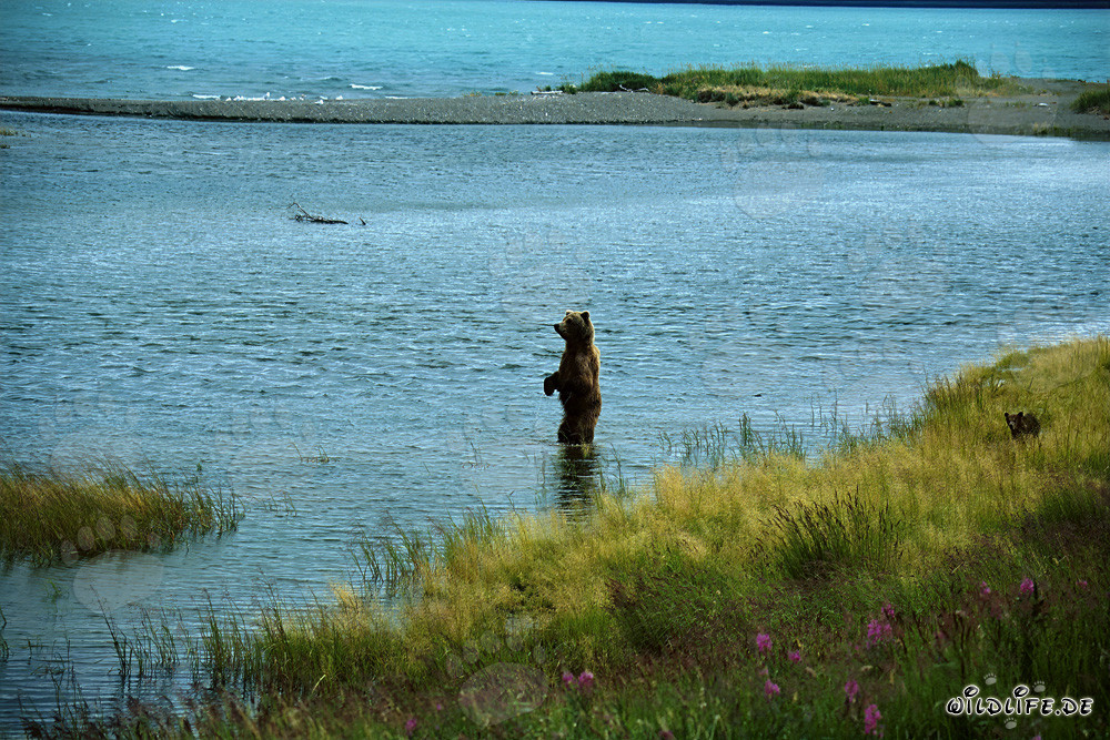 Osa parda atrapa un salmón en el río